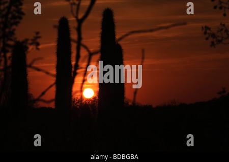 Le réglage du châssis Saguaros Sun dans le désert Banque D'Images
