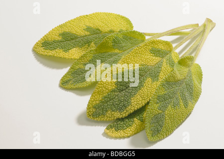 Panaché d'or, de sauge commune or Icterina Sauge (Salvia officinalis), feuilles, studio photo Banque D'Images