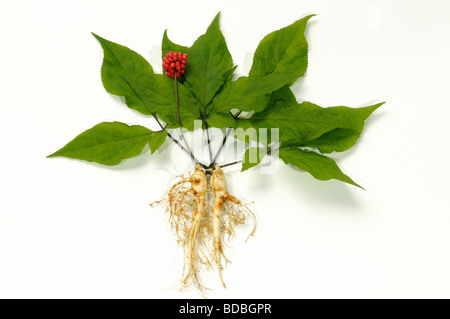 Le Ginseng (Panax ginseng). Arrangement de fruits feuilles et racines, studio photo Banque D'Images