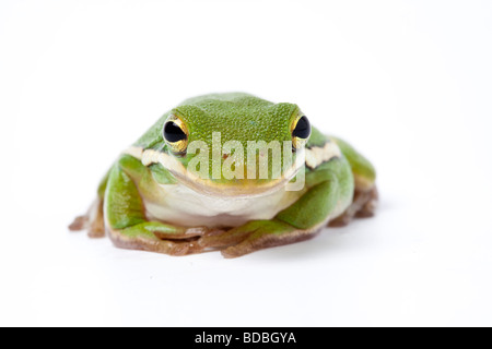 American Rainette verte sur fond blanc Banque D'Images