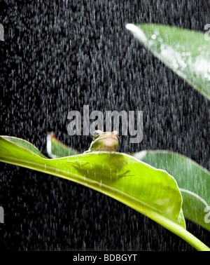 Petite rainette assise sur une feuille de bananier dans la pluie Banque D'Images