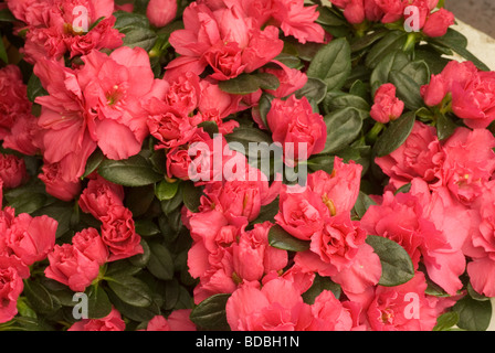 Rhododendron indicum, azalea indica, Ericaceae Banque D'Images