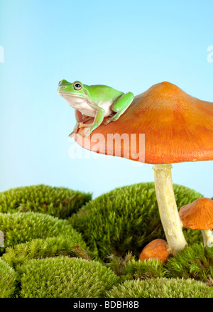 Rainette lèvres blanches sur un champignon vénéneux ou aux champignons Banque D'Images