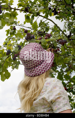 Woman picking prunes dans un verger du North Yorkshire, England, UK Banque D'Images