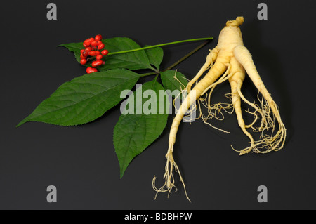 Le Ginseng (Panax ginseng). Arrangement de fruits, feuilles et de racines studio photo Banque D'Images