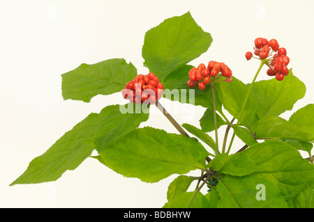 Le Ginseng (Panax ginseng). Arrangement de baies et de feuilles, studio photo Banque D'Images