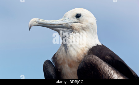 Une frégate grand juvénile pose sur Tower Island. Banque D'Images