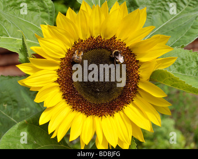 Tête de tournesol avec des abeilles formant 'smiley face'. Banque D'Images