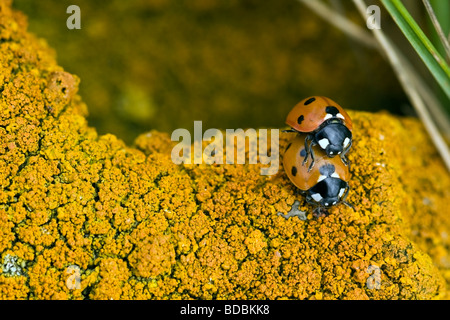 Deux 7-spot coccinelles sur l'accouplement jaune couleur lichen Balances Banque D'Images