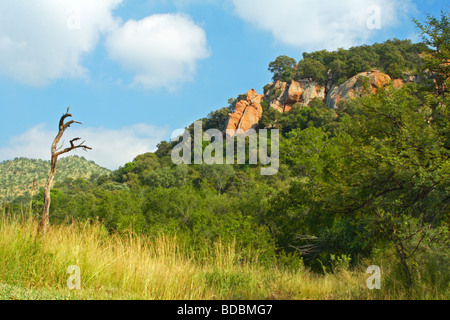 Réserve de Chasse Pilanesberg, Province du Nord-Ouest, Afrique du Sud Banque D'Images