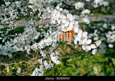 Virgule papillon sur Damson Plum Blossom, printemps, Norfolk, UK Banque D'Images