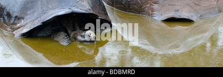 Une tortue géante des Galapagos repose tout en se baignant dans un étang dans les hautes terres de Santa Cruz par une matinée pluvieuse. Banque D'Images