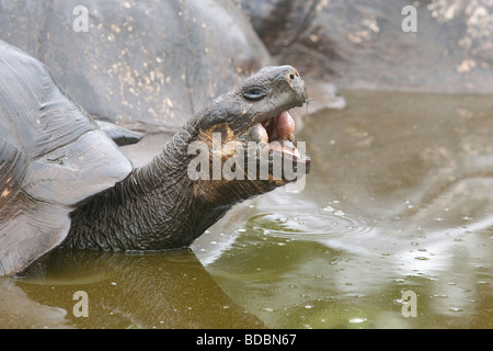 Une tortue géante des Galapagos bâille tout en se baignant dans un étang dans les hautes terres de Santa Cruz par une matinée pluvieuse. Banque D'Images