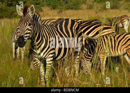 Le zèbre de Burchell (Equus quagga burchellii) dans la réserve de chasse Pilanesberg, Province du Nord-Ouest, Afrique du Sud Banque D'Images