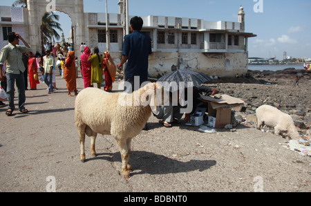 Un mouton à l'extérieur de la mosquée Haji Ali Dargah situé dans le sud de Mumbai Inde Banque D'Images