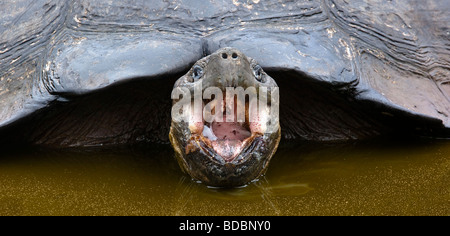 Une tortue géante des Galapagos bâille tout en se baignant dans un étang dans les hautes terres de Santa Cruz par une matinée pluvieuse. Banque D'Images