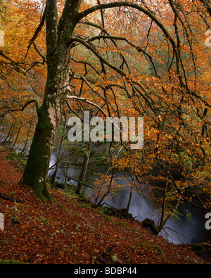 Hêtre matures dans la couleur en automne, Glen Garry, Lochaber, Écosse, Royaume-Uni. Banque D'Images