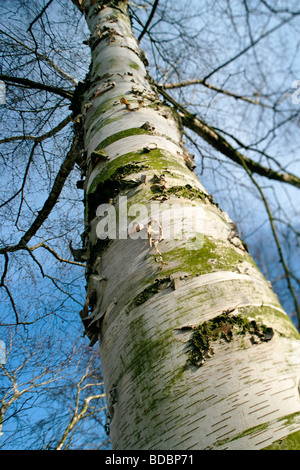 Bouleau de l'Himalaya, Betula utilis Banque D'Images