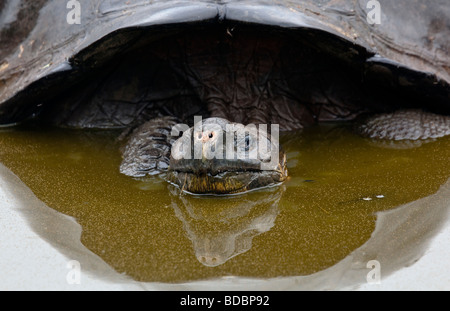 Une tortue géante des Galapagos bâille tout en se baignant dans un étang dans les hautes terres de Santa Cruz par une matinée pluvieuse. Banque D'Images