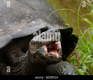 Une tortue géante des Galapagos et bâillements après un bain dans un étang dans les hautes terres de Santa Cruz par une matinée pluvieuse. Banque D'Images