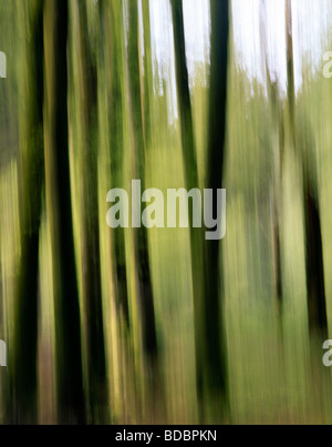 L'appareil photo vers le haut des arbres en pan Grove Sutherlands Barcaldine, Argyll, Scotland, UK, Banque D'Images