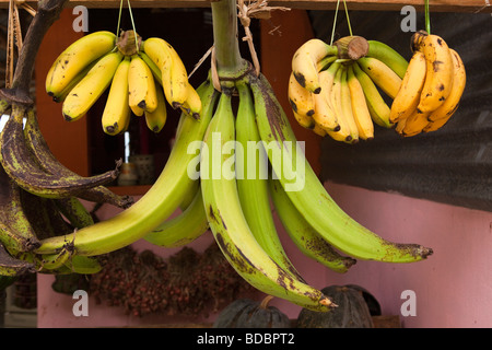 Tana Toraja de Sulawesi Indonésie Makale bananes cultivées localement accrochée pour vente au décrochage routière Banque D'Images