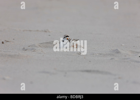 Piping Plover Charadrius melodus escalade juvénile duveteuse sous il s mère sur une plage de sable fin Banque D'Images