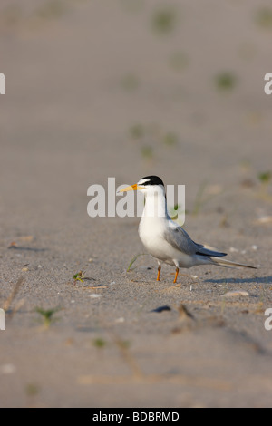 Moins de Dougall Sternula antillarum antillarum on beach Banque D'Images