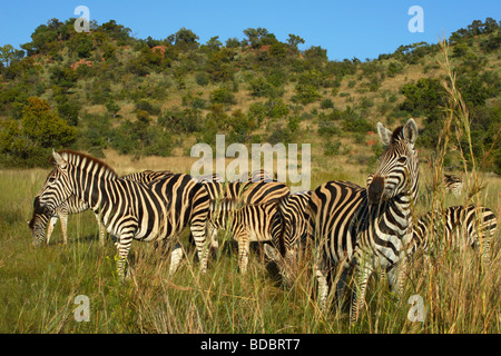 Le zèbre de Burchell (Equus quagga burchellii) dans la réserve de chasse Pilanesberg, Province du Nord-Ouest, Afrique du Sud Banque D'Images