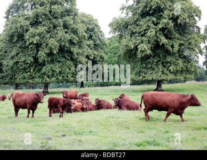 Devon rouge bovins à l'abbaye de Forde, Somerset, Royaume-Uni. Banque D'Images