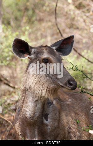 Cerfs Sambar Cervus unicolor à Ranthambhore Tiger Reserve Rajasthan Inde Banque D'Images