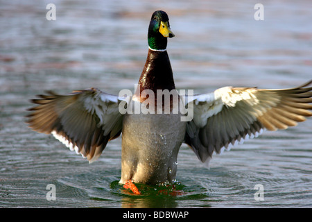 Portrait d'un mâle canard mallard Drake dans la propagation de l'eau et sécher ses ailes Anas platyrhynchos Banque D'Images