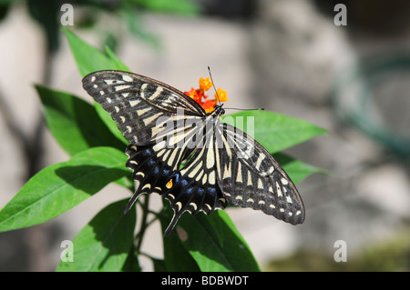 Eastern Tiger Swallowtail butterfly reposant sur les feuilles Banque D'Images