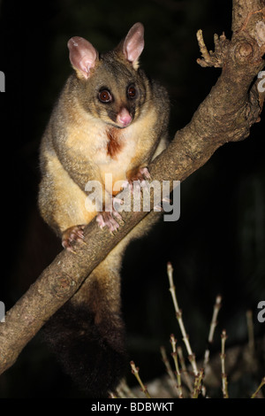 Common brushtail possum sur une branche Banque D'Images