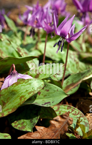 Katakuri no hana ou dent chien, Violet (Erythronium japonicum) en fleurs jusqu'à la forêts montagneuses de sanctuaire Togakushi, au Japon. Banque D'Images