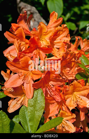 Rhododendron japonicum en pleine floraison printanière Sanctuaire Togakushi, Nagano Prefecture, Japan Banque D'Images