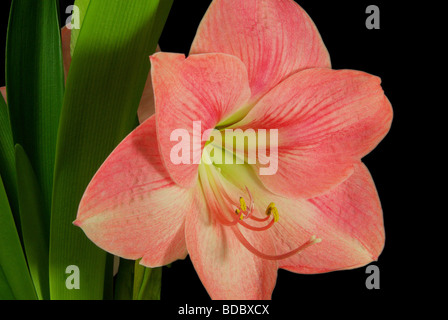 Amaryllis Amaryllis schwarz auf sur noir 02 Banque D'Images