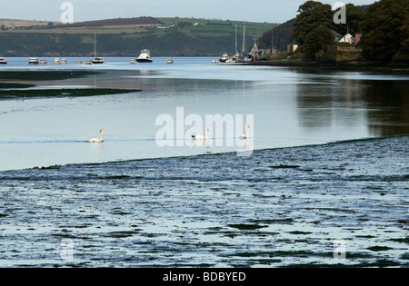 L'estuaire de Courtmacsherry, West Cork, Irlande Banque D'Images