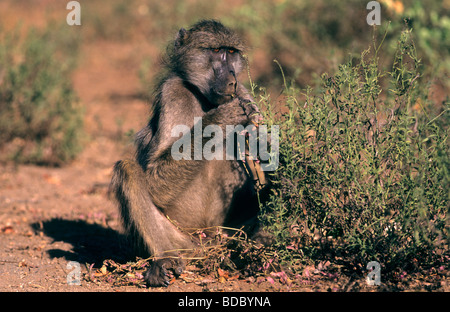 Babouin Chacma Papio cynocephalus ursinus Parc National Kruger d'Afrique du Sud Banque D'Images