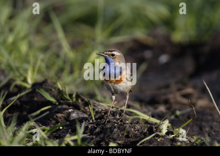 Blaukehlchen Luscinia svecica Gorgebleue Banque D'Images