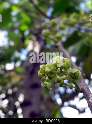 Des boutons de fleurs de l'arbre d'Ylang Ylang (Cananga odorata) utilisés dans de nombreux parfums Banque D'Images