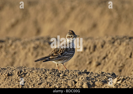 Feldlerche Skylark (Alauda arvensis) Banque D'Images