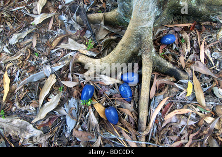 Big Blue fruit du prunier (casoar92 floribunda) sur le sol de la forêt tropicale, parc national de Daintree, Queensland, Australie Banque D'Images