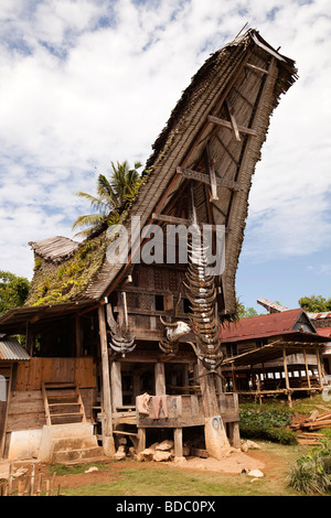 Tana Toraja de Sulawesi Indonésie Bebo état haut cornes de buffle à l'extérieur de maison en maison familiale tongkonan Banque D'Images