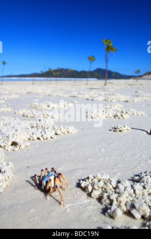 Le crabe (soldat Mictyris longicarpus) sur plage, parc national des Îles Whitsunday, Queensland, Australie Banque D'Images