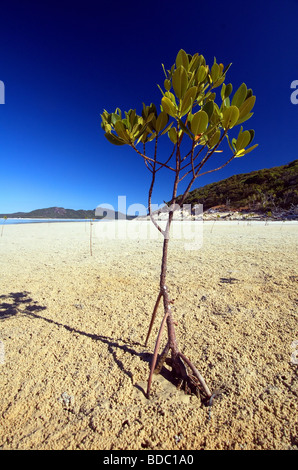 Gaules (Mangrove Rhizophora sp.) prendre racine sur les estrans, sandflat Whitsunday Islands National Park, Queensland, Australie Banque D'Images