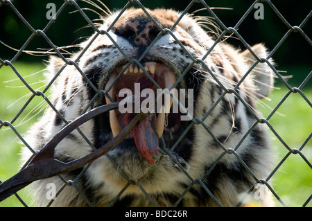 Tiger étant alimentés à la main dans le zoo de Banham Banque D'Images