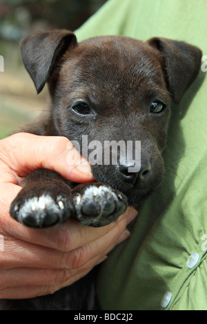 Chiot Jack Russell Banque D'Images