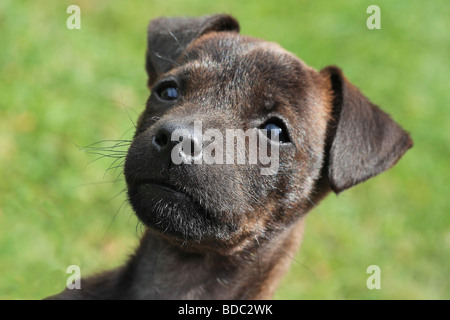 Chiot Jack Russell sur l'herbe Banque D'Images