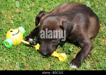 Jack Russell chiot jouer avec un smiley toy sur l'herbe Banque D'Images